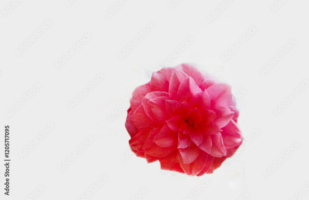 Pink flower of camelia in Botanical garden of German city Pink flower of camelia in Botanical garden of German city