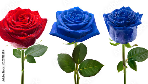 set of Close up of four fresh red roses blue with the stem with dewdrops on petals and leave