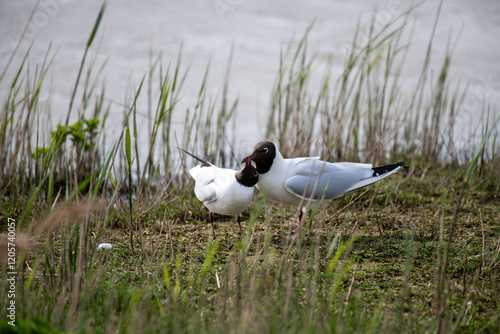 Schilderij op canvas Seagull relict gull black-headed gull
