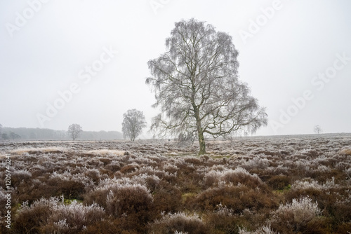 Ginkelse heide on a dutch winter day. With frost on trees
