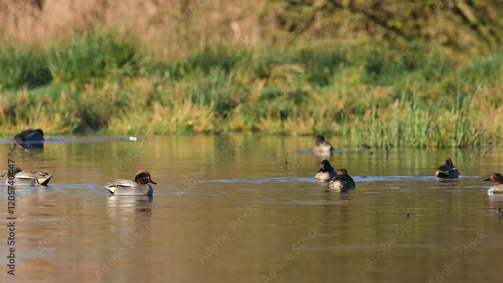Eurasian Teal, Anas crecca, birds in spring courtship on marshes Eurasian Teal, Anas crecca, birds in spring courtship on marshes