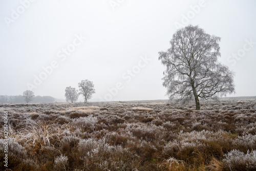 Ginkelse heide on a dutch winter day. With frost on trees
 photo