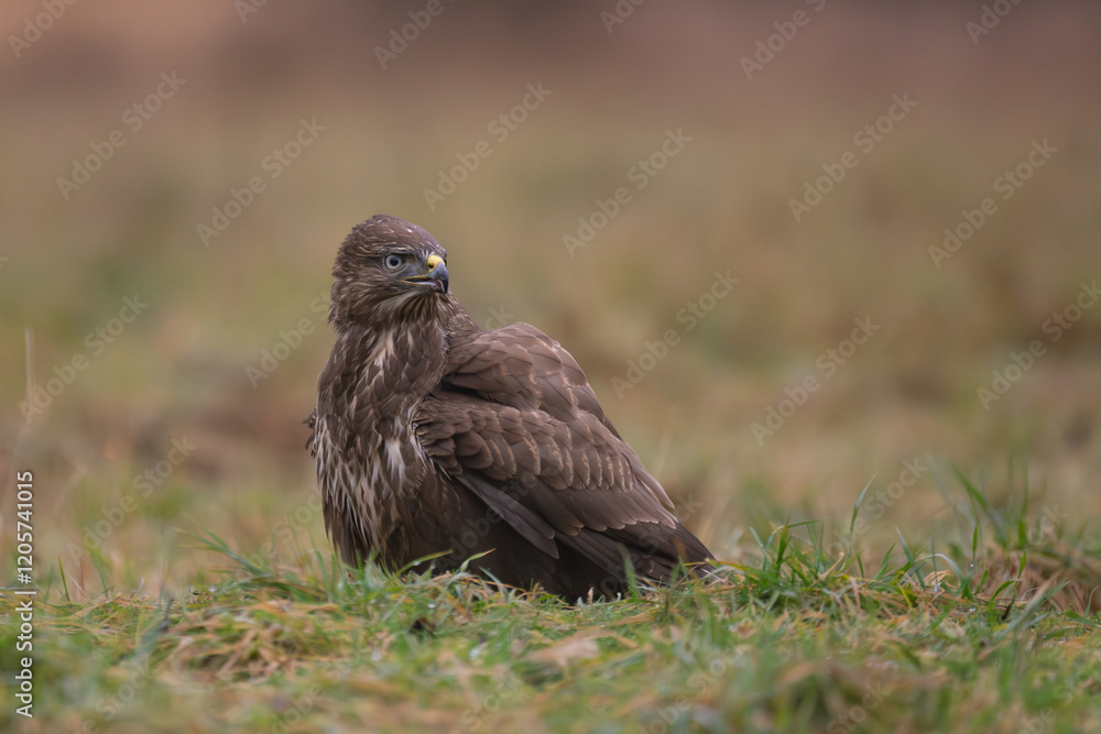 Common Buzzard - Buteo buteo on ground in green grass at green brown background. Photo from Białowieża Forest in Poland. Common Buzzard - Buteo buteo on ground in green grass at green brown background. Photo from Białowieża Forest in Poland.