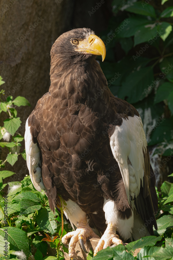 Steller's sea eagle (Haliaeetus pelagicus), perched on a piece of wood, facing the sunlight and surrounded by vegetation Steller's sea eagle (Haliaeetus pelagicus), perched on a piece of wood, facing the sunlight and surrounded by vegetation