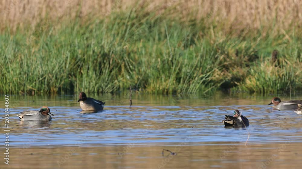 Eurasian Teal, Anas crecca, birds in spring courtship on marshes Eurasian Teal, Anas crecca, birds in spring courtship on marshes
