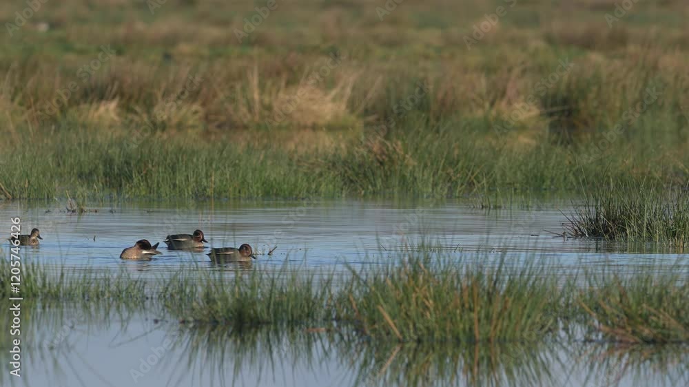 Eurasian Teal, Anas crecca, birds in spring courtship on marshes Eurasian Teal, Anas crecca, birds in spring courtship on marshes