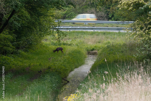 Wallpaper Mural Young deer grazing near a highway with flowing water and lush greenery in early morning light Torontodigital.ca
