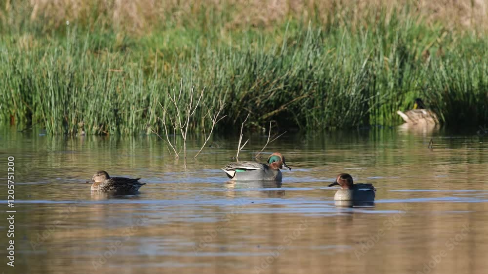 Eurasian Teal, Anas crecca, birds in spring courtship on marshes Eurasian Teal, Anas crecca, birds in spring courtship on marshes