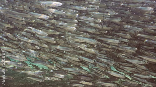 Continuous stream of Hardyhead Silverside fish swimming in shallow water over sand seabed in bright sunrays, slow motion photo