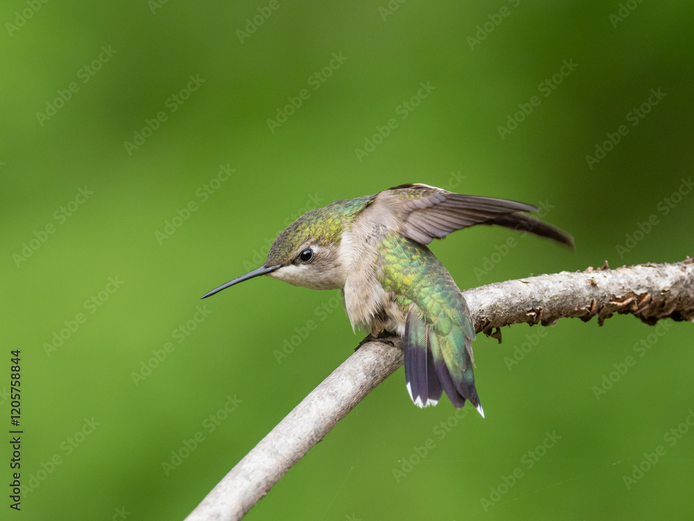 A female Ruby-throated Hummingbird perched on a twig and wingstretching A female Ruby-throated Hummingbird perched on a twig and wingstretching