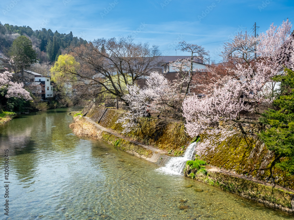 Full blooming cherry blossom tree, sakura blooming, in spring season all the town in Takayama, Japan, under clear blue sky Full blooming cherry blossom tree, sakura blooming, in spring season all the town in Takayama, Japan, under clear blue sky