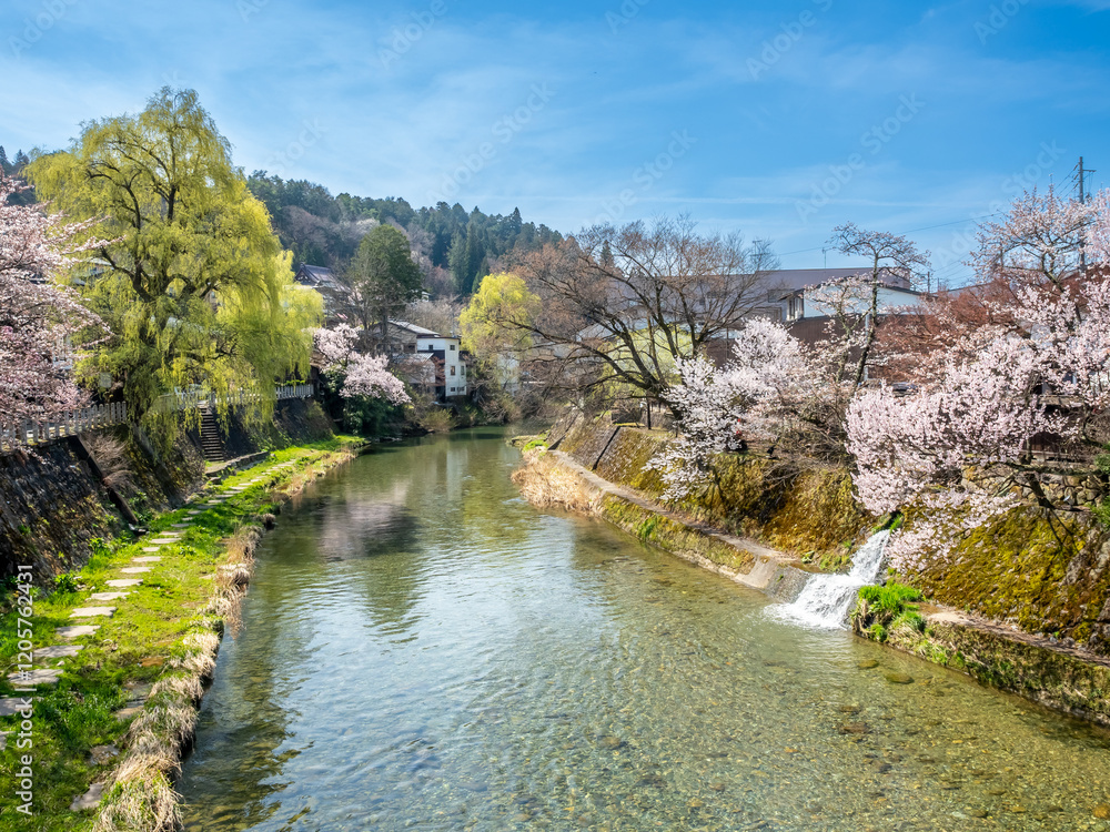 Full blooming cherry blossom tree, sakura blooming, in spring season all the town in Takayama, Japan, under clear blue sky