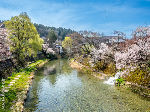 Full blooming cherry blossom tree, sakura blooming, in spring season all the town in Takayama, Japan, under clear blue sky