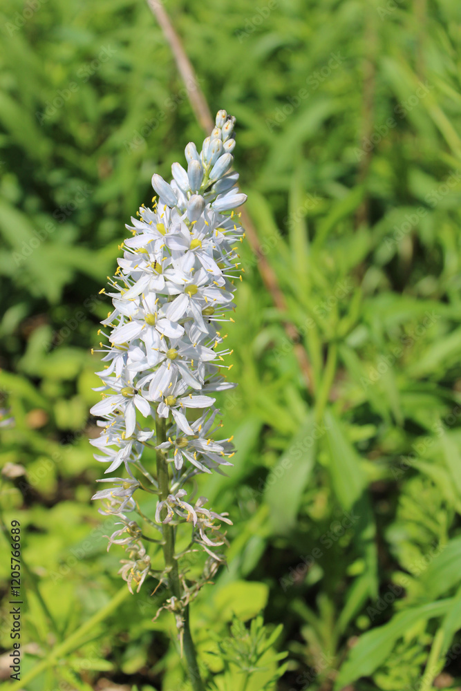 Wild hyacinth cluster at Middlefork Savanna in Lake Forest, Illinois Wild hyacinth cluster at Middlefork Savanna in Lake Forest, Illinois
