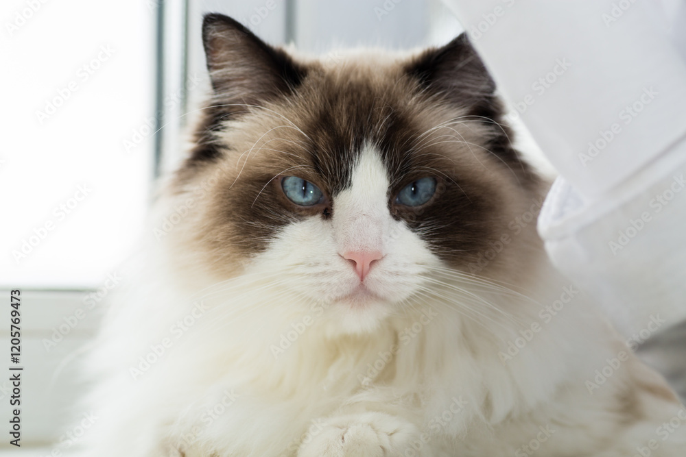 Portrait of a beautiful Ragdoll cat in a home environment Portrait of a beautiful Ragdoll cat in a home environment