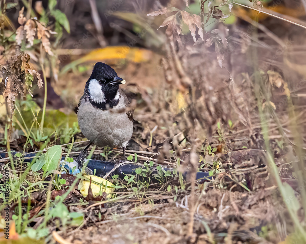 Obraz premium White Cheek Bulbul