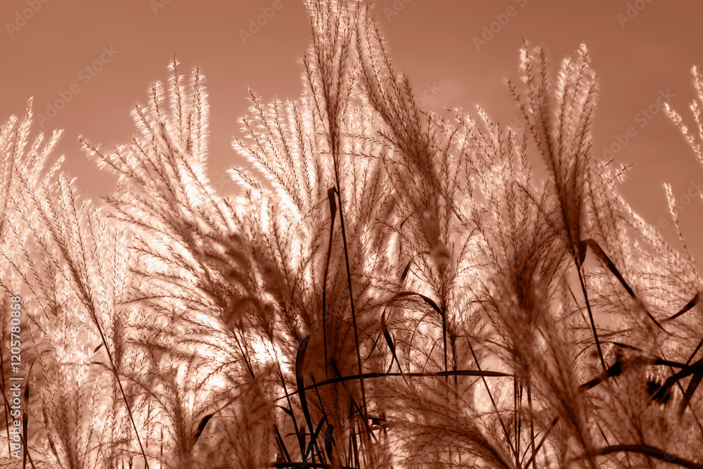 Obraz premium Fluffy soft Mikantus against sun against sky. Natural Mocha brown background. Selective focus. Demonstrating color of 2025 year