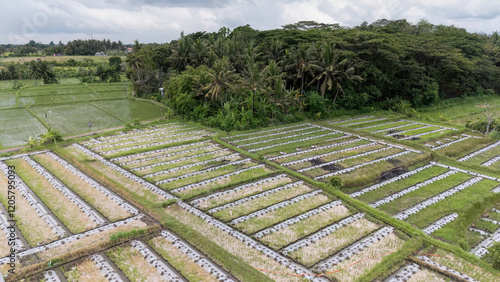 Obraz na płótnie An aerial view captures the intricate patchwork of rice fields in Bali, a testament to the island's rich agricultural heritage. w salonie