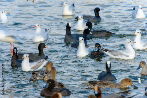 Tableau sur toile 水面に浮かぶ様々な水鳥