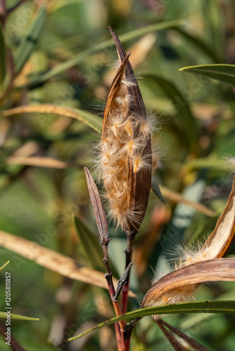 Akènes de laurier rose en hiver