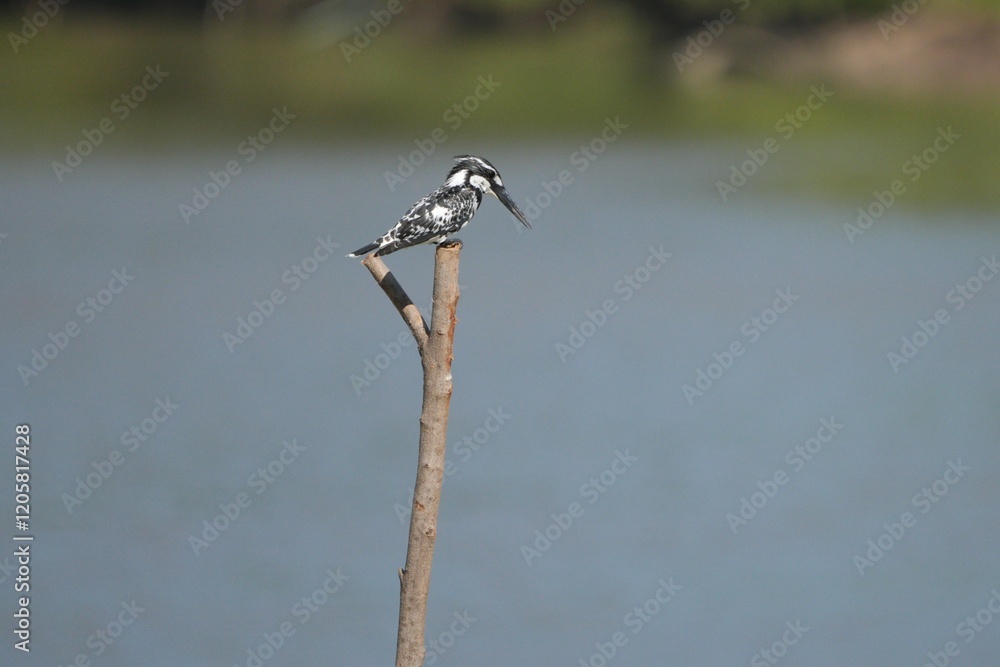 Kingfisher, living naturally in Thailand Kingfisher, living naturally in Thailand