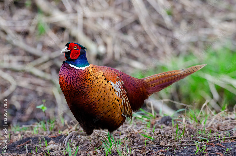 Fototapeta premium Pheasant male woodland grouse