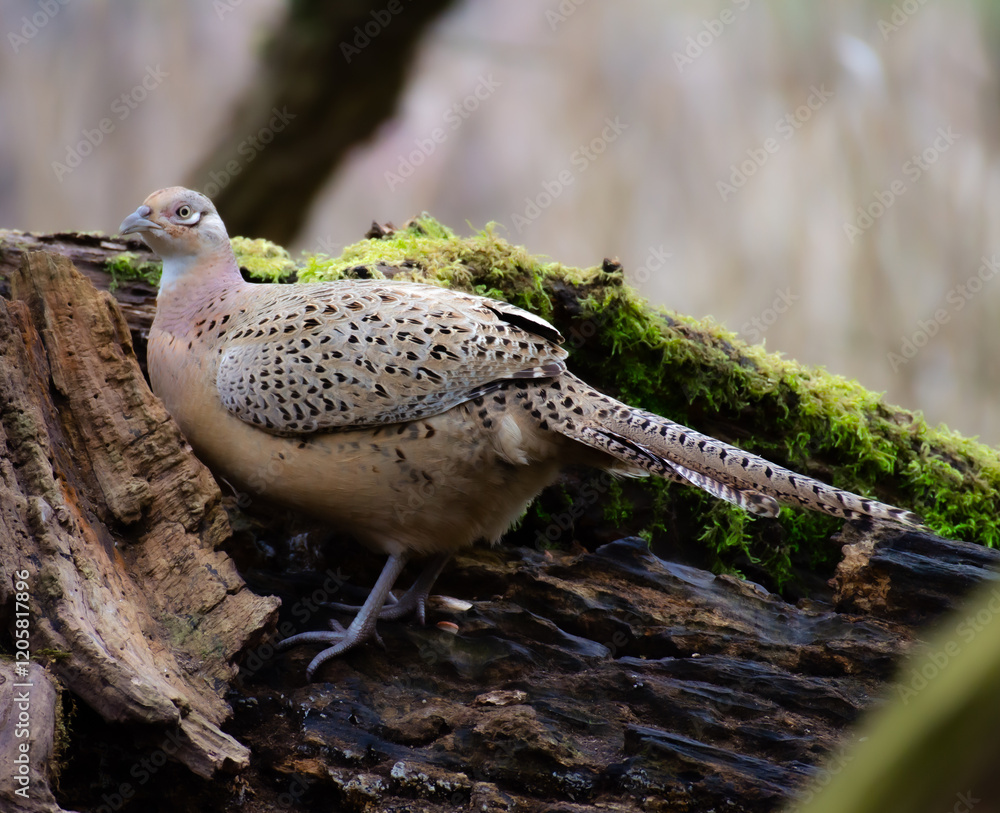 Obraz premium Pheasant female on tree stump