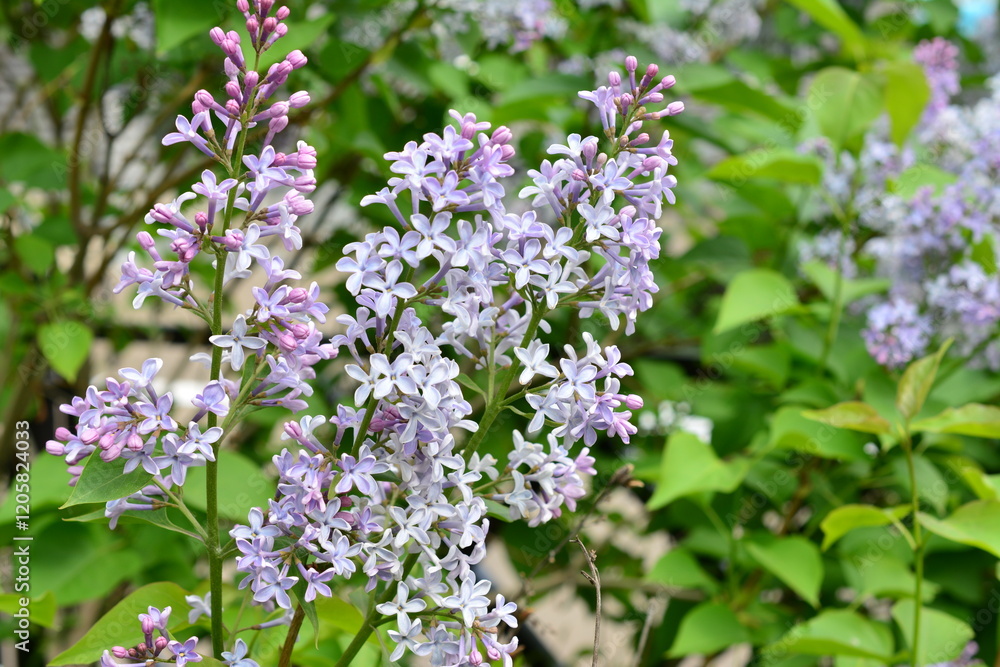 Beautiful Lilac Blossoms with green leaves background Beautiful Lilac Blossoms with green leaves background