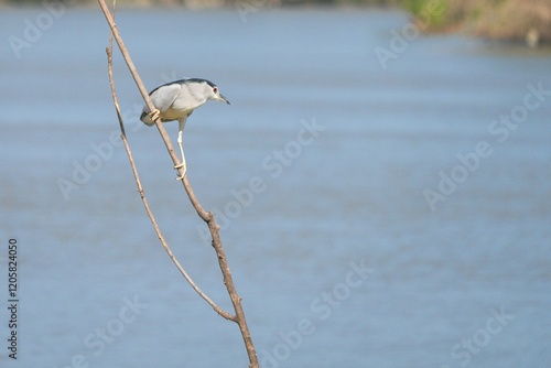 Indian Egret, naturally occurring in Thailand photo