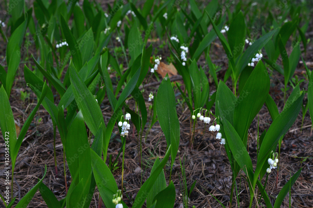 Lily of the Valley in Bloom forest lawn Lily of the Valley in Bloom forest lawn