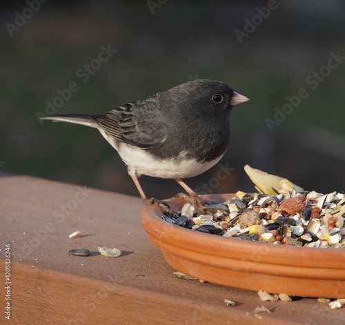 Black-eyed Junco photo