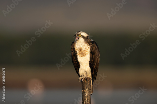 The predator's gaze: the osprey posing (Pandion haliaetus). photo