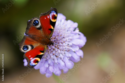 Tagpfauenauge (Aglais io)