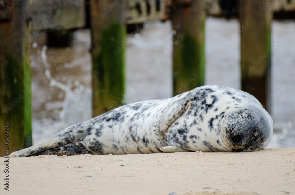 Seal Horsey Gap Seals Norwich Seal Horsey Gap Seals Norwich