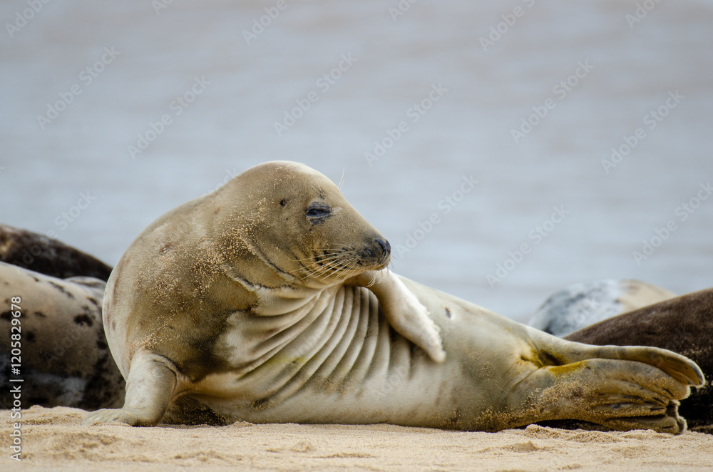 Naklejka premium Seal Horsey Gap Seals Norwich