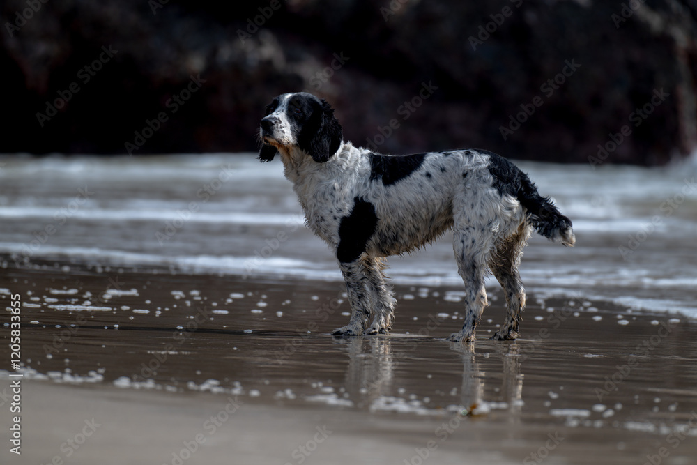 Spaniel on beach Spaniel on beach