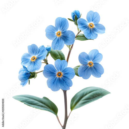  forget-me-not flower on white background 