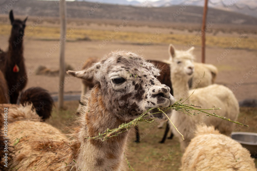 Obraz premium Llamas and Alpacas eating grass in the mountainous landscape of Arequipa, Peru.