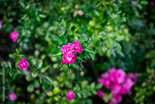 pink flowers