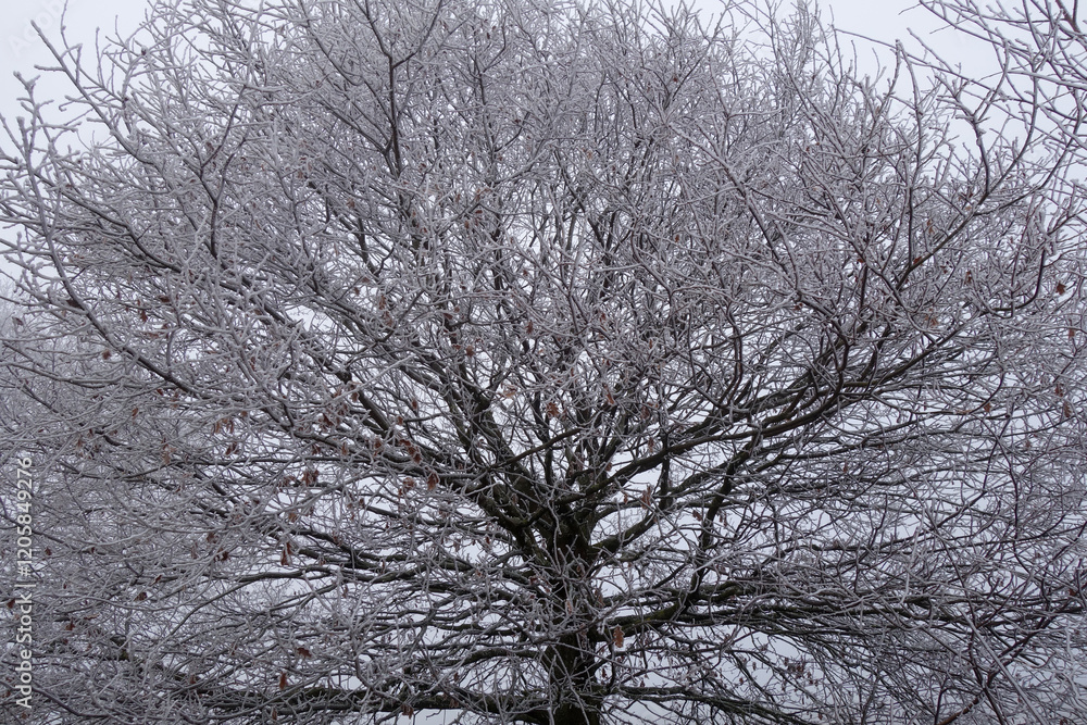 Großer Baum im Winter Großer Baum im Winter