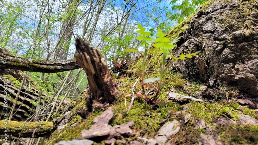 Forest floor Forest floor