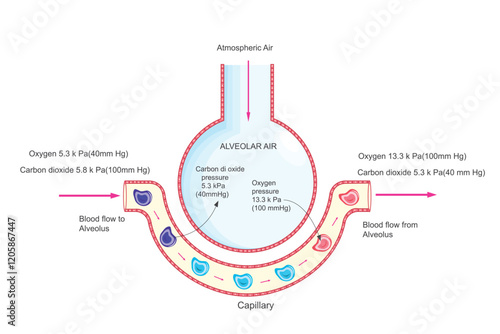 Gas Exchange in Alveoli. Oxygen Uptake and Carbon Dioxide Removal.