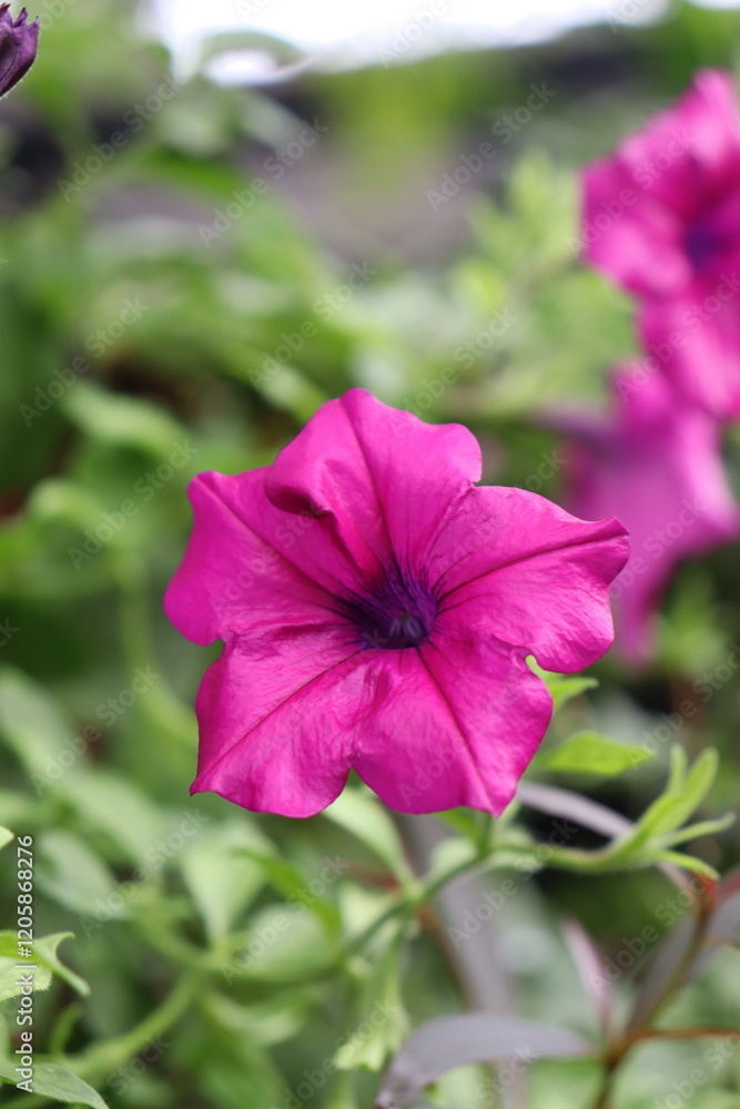 Fototapeta premium pink flower king's mantle