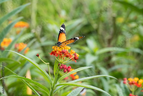 A plain tiger butterfly on the tropical milkweed flowers. photo