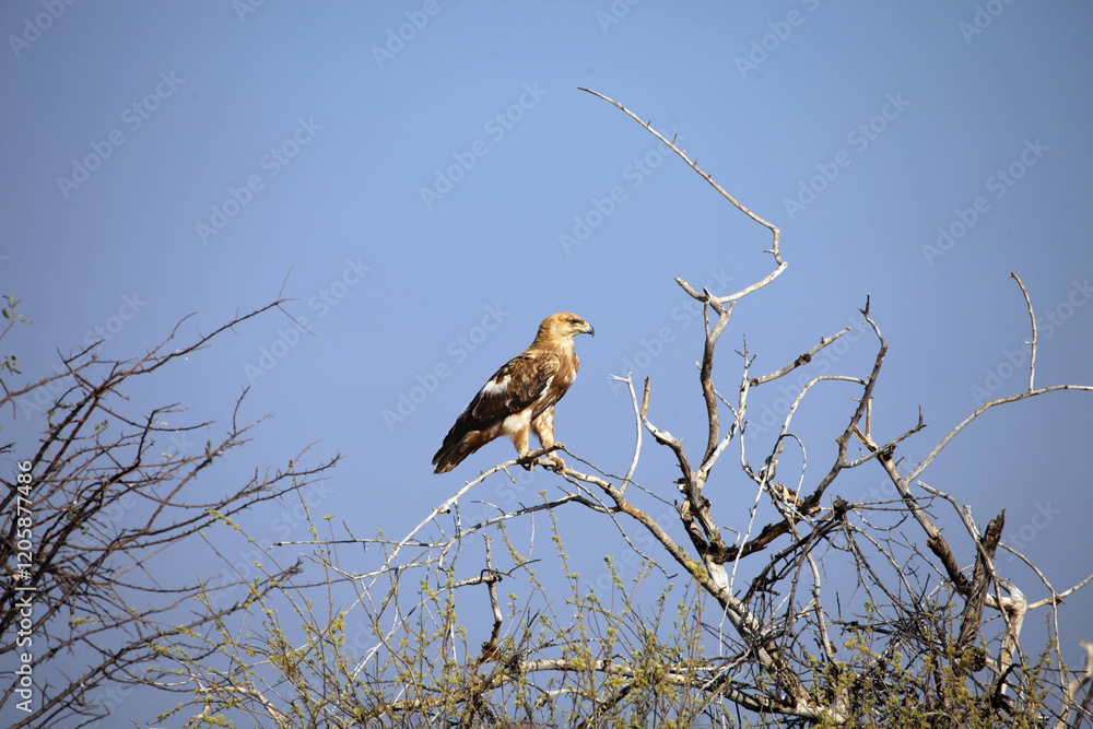 Tawny Eagle perched on a dead tree, Namibia
Tawny Eagle perched on a dead tree, Namibia