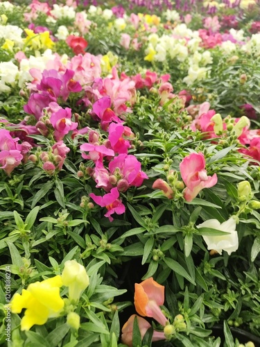 Wallpaper Mural Snapdragon Montego Rose Torontodigital.ca