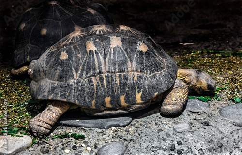 Radiated tortoise eats salad. Latin name - Astrochelys radiata	 photo