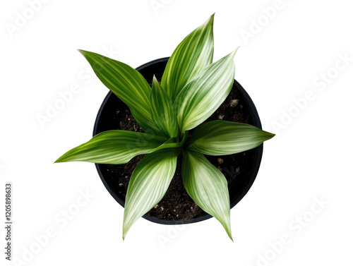  top view of an indoor potted plant on transparent background