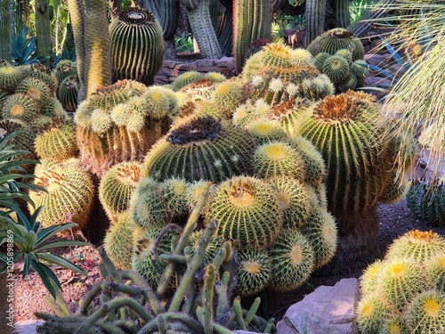 Mother in law cushion cactus photo