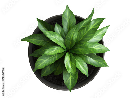  top view of an indoor potted plant on transparent background